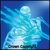 Graphic of a human skeleton. Marked Crown Copyright.